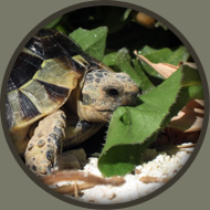 Alimentación de testudo graeca