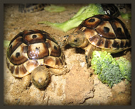 Crías de testudo graeca