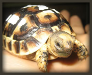 Crias de tortuga mora