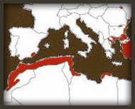 Distribución de la tortuga mora
