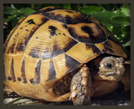 Morfologia testudo graeca