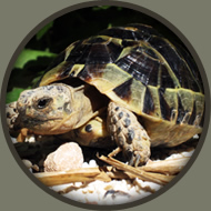 Tortuga mora o testudo graeca